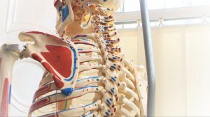 Vertebrae at Bolton Spinal Health