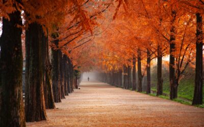 5 Top Health Tips for Autumn